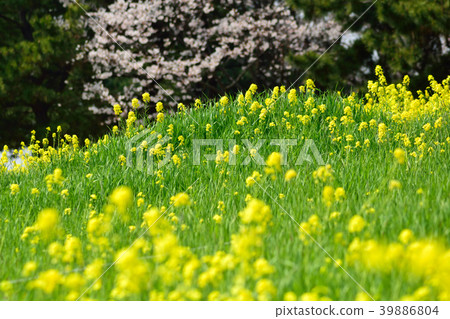 Rapeseed field 39886804