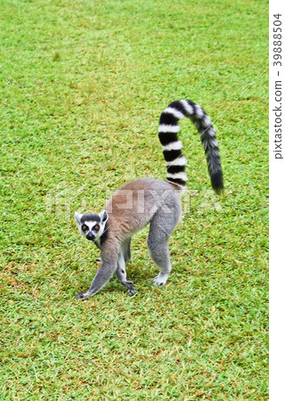 Wolverine lemur Wolverine lemur 39888504