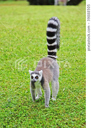 Wolverine lemur Wolverine lemur 39888505