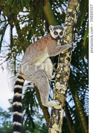Wolverine lemur Wolverine lemur 39888507