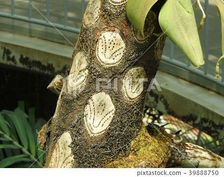 Stem with remaining branches of Hikage-hego Stem with remaining branches of Hikage-hego 39888750