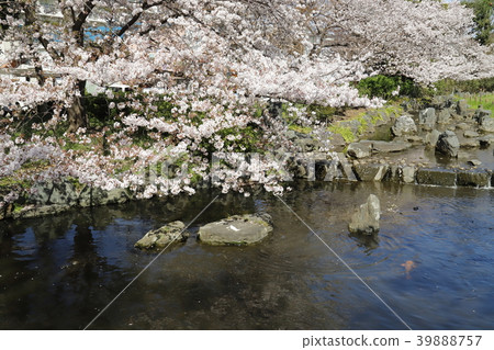 Adachi Ward Higashi Ayase Park Cherry blossom season 39888757
