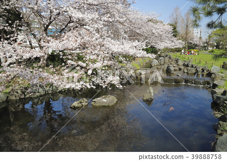 Adachi Ward Higashi Ayase Park Cherry blossom season Adachi Ward Higashi Ayase Park Cherry blossom season 39888758