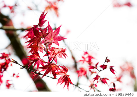楓葉 楓葉 39889446