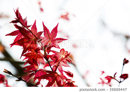 Maple leaf Maple leaf 39889447