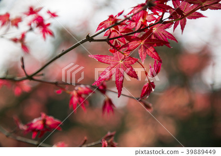 楓葉 楓葉 39889449