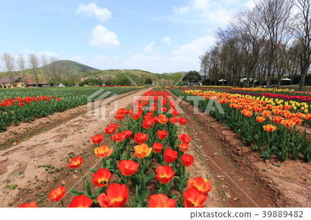 Tulip Tulip 39889482