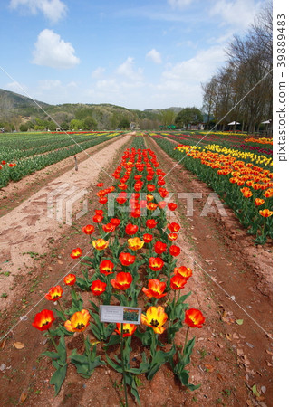 Tulip Tulip 39889483