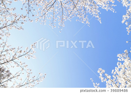 足立區東A瀨公園藍天和櫻花 足立區東A瀨公園藍天和櫻花 39889486