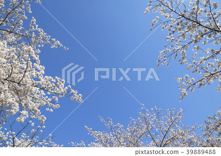 足立區東A瀨公園藍天和櫻花 足立區東A瀨公園藍天和櫻花 39889488