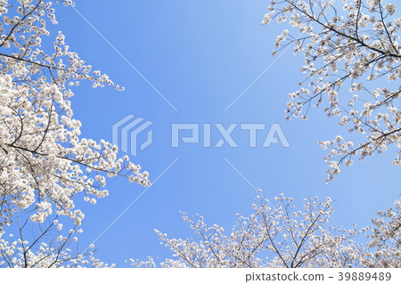 足立區東A瀨公園藍天和櫻花 足立區東A瀨公園藍天和櫻花 39889489