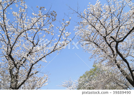 足立區東A瀨公園藍天和櫻花 足立區東A瀨公園藍天和櫻花 39889490