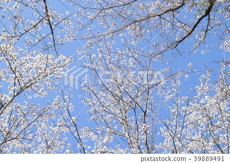 足立區東A瀨公園藍天和櫻花 足立區東A瀨公園藍天和櫻花 39889491