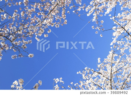 Higashi Ayase Park, Adachi-ku blue sky and cherry blossoms Higashi Ayase Park, Adachi-ku blue sky and cherry blossoms 39889492