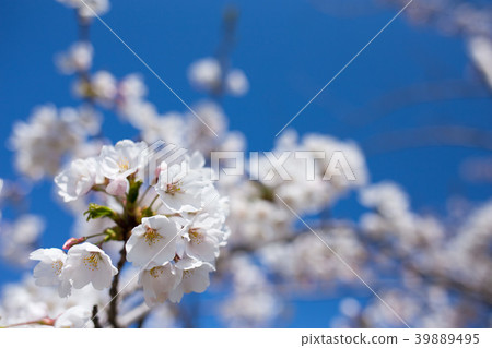 藍天和櫻花 藍天和櫻花 39889495