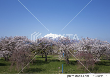 Iwakiyama and cherry blossoms Iwakiyama and cherry blossoms 39889496