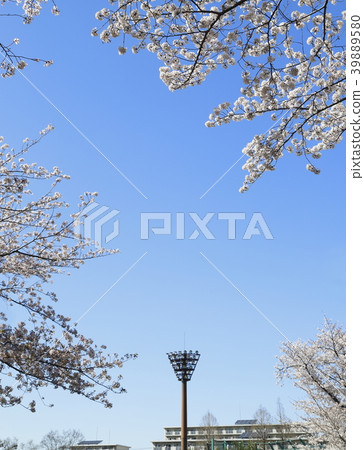 Adachi City Higashi Ayase Park Blue sky and cherry blossoms Lighting tower of a baseball stadium 39889580