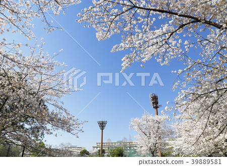 Adachi City Higashi Ayase Park Blue sky and cherry blossoms Lighting tower of a baseball stadium 39889581