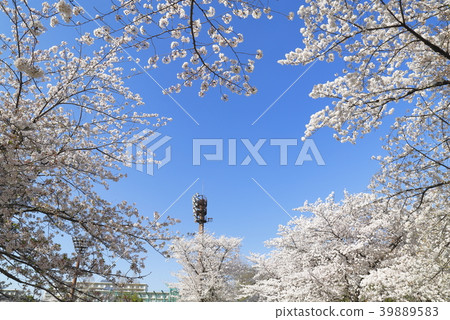 Adachi City Higashi Ayase Park Blue sky and cherry blossoms Lighting tower of a baseball stadium 39889583