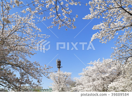 Adachi City Higashi Ayase Park Blue sky and cherry blossoms Lighting tower of a baseball stadium Adachi City Higashi Ayase Park Blue sky and cherry blossoms Lighting tower of a baseball stadium 39889584