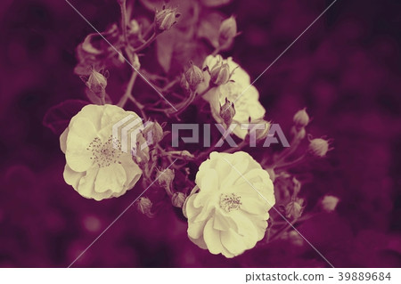 Pink foribunda roses with buds blooming in garden Pink foribunda roses with buds blooming in garden 39889684