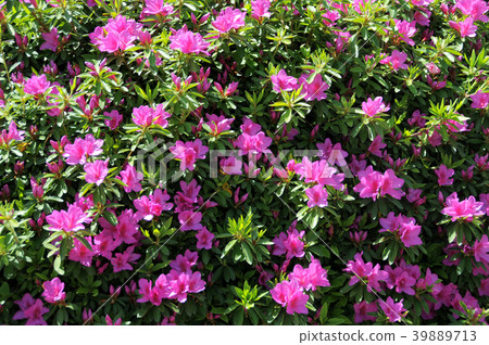 小月 小月 39889713