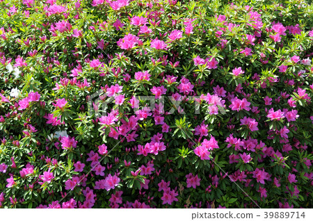 小月 小月 39889714