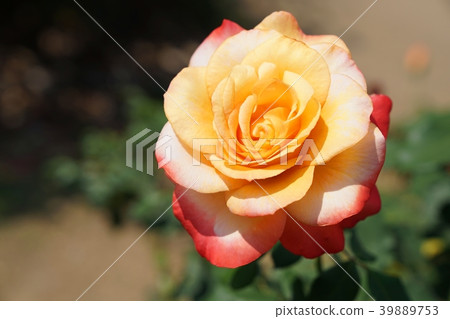 Blooming Queen Sirikit Rose in garden 39889753