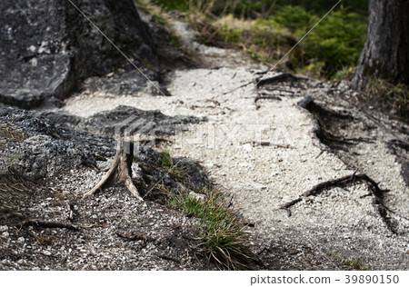 trail in the woods with an old stump 39890150