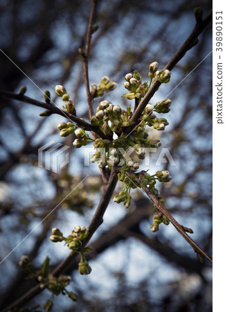 twig of apple tree with buds before blooming 39890151
