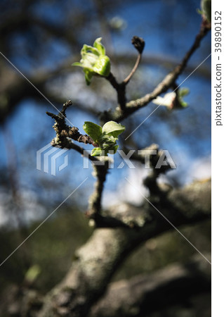 young shoots on apples 39890152