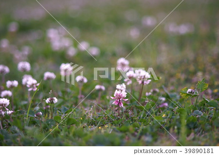 White clover flower 39890181