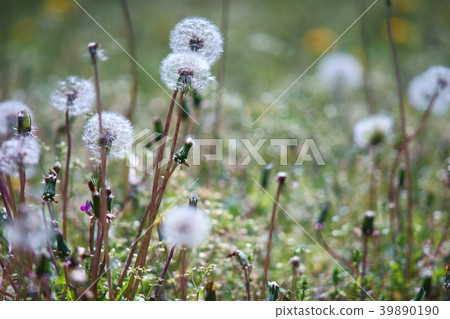蒲公英的絨毛 39890190
