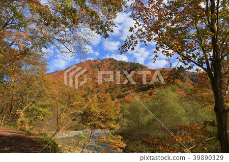 秋天沿著淀川河(Shindo)向谷川一井(Ichino Kurasawa)乘坐Tanigawadake 秋天沿著淀川河(Shindo)向谷川一井(Ichino Kurasawa)乘坐Tanigawadake 39890329