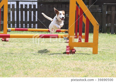 Jack Russell Terrier 39890500