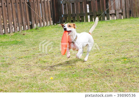 傑克羅素梗犬 39890536