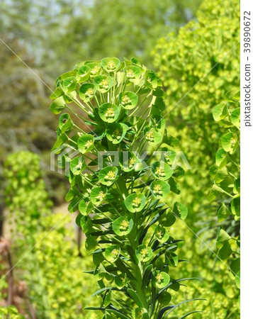 Yellow-green flowers: Euphorbia · Urpheny 39890672