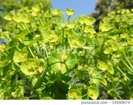 黃綠色的花朵:大戟·烏爾禾 黃綠色的花朵:大戟·烏爾禾 39890674