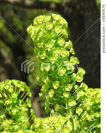 黃綠色的花朵:大戟·烏爾禾 黃綠色的花朵:大戟·烏爾禾 39890676