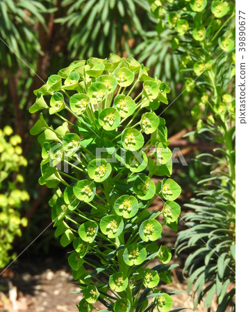 Yellow-green flowers: Euphorbia · Urpheny 39890677