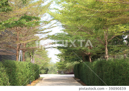 morning in the green park 39890839