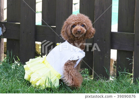 玩具貴賓犬 玩具貴賓犬 39890876