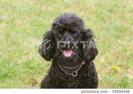 玩具貴賓犬 玩具貴賓犬 39890896