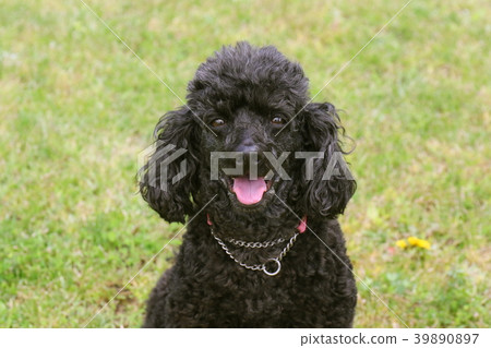 玩具貴賓犬 玩具貴賓犬 39890897