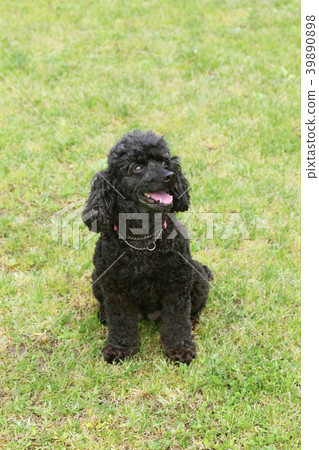玩具貴賓犬 39890898