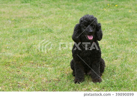 玩具貴賓犬 玩具貴賓犬 39890899