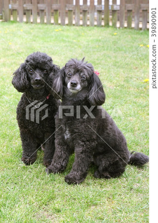 玩具貴賓犬 玩具貴賓犬 39890901