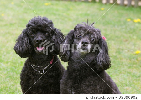 玩具貴賓犬 玩具貴賓犬 39890902