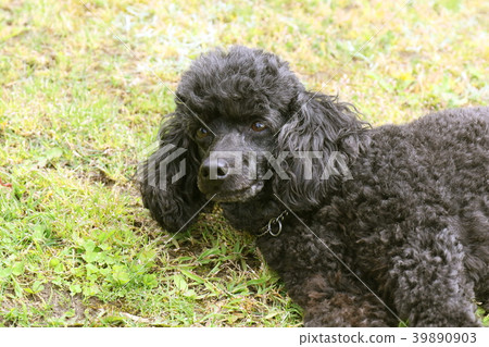 玩具貴賓犬 39890903