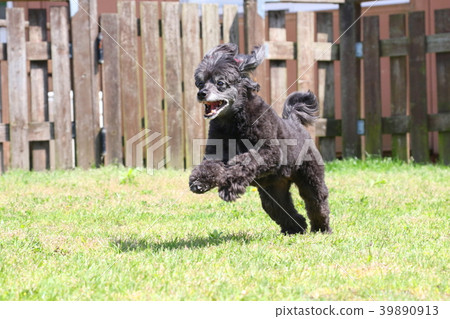 玩具貴賓犬 玩具貴賓犬 39890913